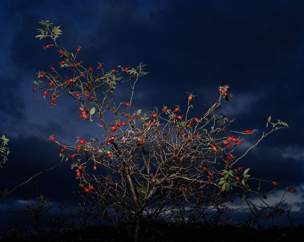 "Red Berries", 2002, 125 x 155 cm, c-print on aluminium, ed.6 "Red Berries", 2002, 125 x 155 cm, c-print on aluminium, ed.6